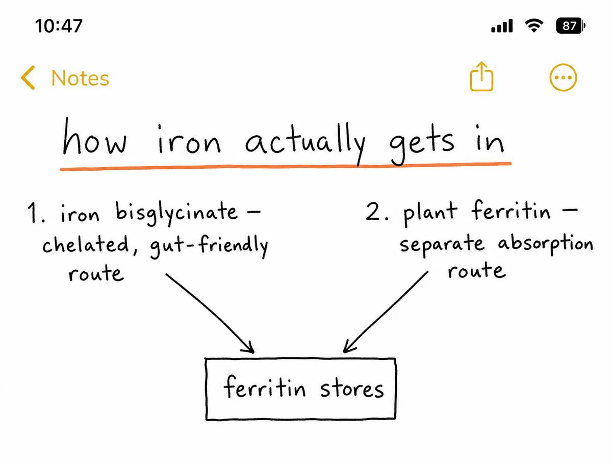 Illustrative handwritten notes-app diagram showing iron bisglycinate and plant ferritin as two absorption routes into ferritin stores